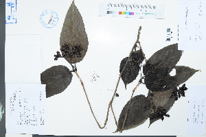  (Viburnum setigerum - Ge04009)  @11 [ ] CreativeCommons  Attribution Non-Commercial Share-Alike  Unspecified Herbarium of South China Botanical Garden