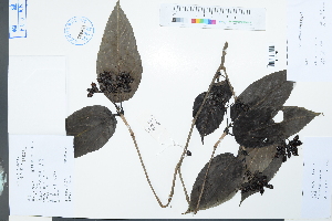  ( - Ge04009)  @11 [ ] CreativeCommons  Attribution Non-Commercial Share-Alike  Unspecified Herbarium of South China Botanical Garden