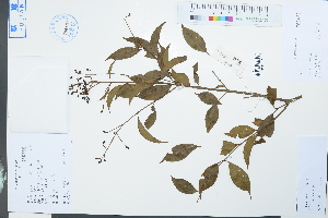  (Ligustrum lianum - Ge04012)  @11 [ ] CreativeCommons  Attribution Non-Commercial Share-Alike  Unspecified Herbarium of South China Botanical Garden
