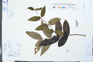  (Lonicera macrantha - Ge04013)  @11 [ ] CreativeCommons  Attribution Non-Commercial Share-Alike  Unspecified Herbarium of South China Botanical Garden