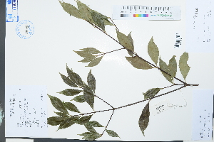  (Microtropis - Ge04016)  @11 [ ] CreativeCommons  Attribution Non-Commercial Share-Alike  Unspecified Herbarium of South China Botanical Garden