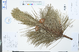  (Pinus taiwanensis - Ge04021)  @11 [ ] CreativeCommons  Attribution Non-Commercial Share-Alike  Unspecified Herbarium of South China Botanical Garden
