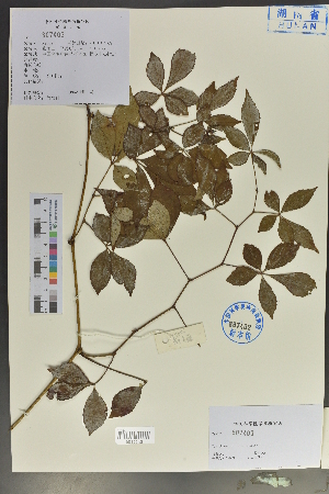  (Yua - Ge04023)  @11 [ ] CreativeCommons  Attribution Non-Commercial Share-Alike  Unspecified Herbarium of South China Botanical Garden