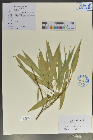  (Phyllostachys nigra - Ge04025)  @11 [ ] CreativeCommons  Attribution Non-Commercial Share-Alike  Unspecified Herbarium of South China Botanical Garden