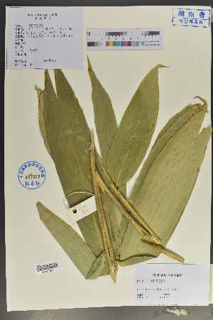  (Indocalamus - Ge04026)  @11 [ ] CreativeCommons  Attribution Non-Commercial Share-Alike  Unspecified Herbarium of South China Botanical Garden