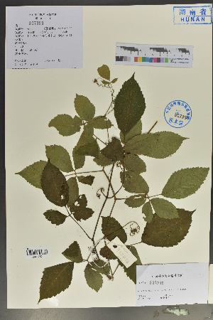 (Cayratia - Ge04028)  @11 [ ] CreativeCommons  Attribution Non-Commercial Share-Alike  Unspecified Herbarium of South China Botanical Garden