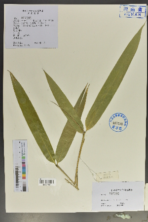  (Indocalamus longianritus var. hengshanensis - Ge04029)  @11 [ ] CreativeCommons  Attribution Non-Commercial Share-Alike  Unspecified Herbarium of South China Botanical Garden