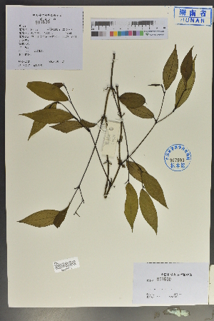  (Piper hongkongense - Ge04031)  @11 [ ] CreativeCommons  Attribution Non-Commercial Share-Alike  Unspecified Herbarium of South China Botanical Garden