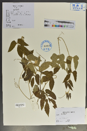  (Vitis lanceolatifoliosa - Ge04038)  @11 [ ] CreativeCommons  Attribution Non-Commercial Share-Alike  Unspecified Herbarium of South China Botanical Garden