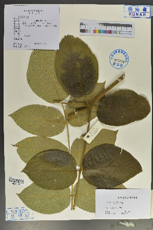  (Aralia dasyphylla - Ge04039)  @11 [ ] CreativeCommons  Attribution Non-Commercial Share-Alike  Unspecified Herbarium of South China Botanical Garden
