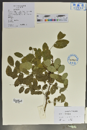  (Phyllanthus flexuosus - Ge04041)  @11 [ ] CreativeCommons  Attribution Non-Commercial Share-Alike  Unspecified Herbarium of South China Botanical Garden