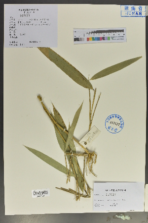  (Pseudosasa subsolida - Ge04042)  @11 [ ] CreativeCommons  Attribution Non-Commercial Share-Alike  Unspecified Herbarium of South China Botanical Garden