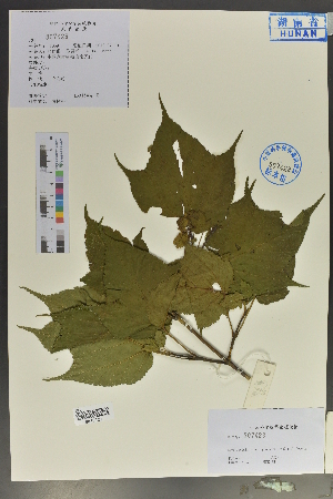  (Acer davidii subsp. grosseri - Ge04043)  @11 [ ] CreativeCommons  Attribution Non-Commercial Share-Alike  Unspecified Herbarium of South China Botanical Garden