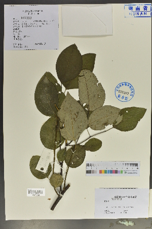  (Lindera neesiana - Ge04045)  @11 [ ] CreativeCommons  Attribution Non-Commercial Share-Alike  Unspecified Herbarium of South China Botanical Garden