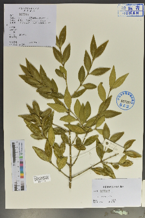  (Buxus megistophylla - Ge04046)  @11 [ ] CreativeCommons  Attribution Non-Commercial Share-Alike  Unspecified Herbarium of South China Botanical Garden
