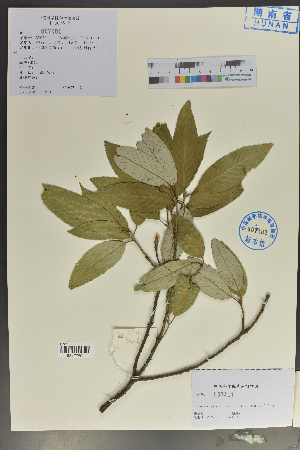  ( - Ge04048)  @11 [ ] CreativeCommons  Attribution Non-Commercial Share-Alike  Unspecified Herbarium of South China Botanical Garden