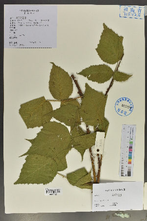  (Rubus adenophorus - Ge04050)  @11 [ ] CreativeCommons  Attribution Non-Commercial Share-Alike  Unspecified Herbarium of South China Botanical Garden