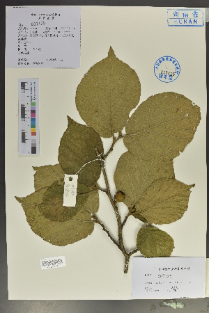  (Hamamelis mollis - Ge04051)  @11 [ ] CreativeCommons  Attribution Non-Commercial Share-Alike  Unspecified Herbarium of South China Botanical Garden