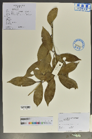  (Osmanthus yunnanensis - Ge04054)  @11 [ ] CreativeCommons  Attribution Non-Commercial Share-Alike  Unspecified Herbarium of South China Botanical Garden