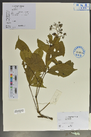  (Parthenocissus - Ge04059)  @11 [ ] CreativeCommons  Attribution Non-Commercial Share-Alike  Unspecified Herbarium of South China Botanical Garden