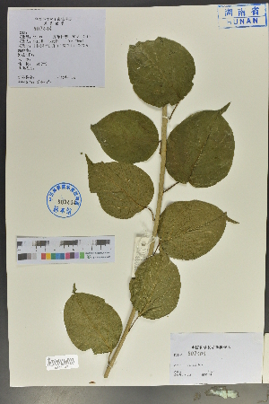  (Actinidia valvata - Ge04061)  @11 [ ] CreativeCommons  Attribution Non-Commercial Share-Alike  Unspecified Herbarium of South China Botanical Garden