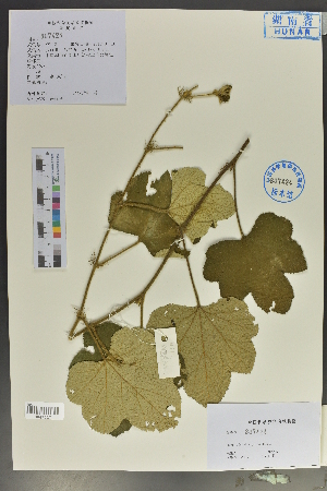  (Rubus pinnatisepalus - Ge04064)  @11 [ ] CreativeCommons  Attribution Non-Commercial Share-Alike  Unspecified Herbarium of South China Botanical Garden