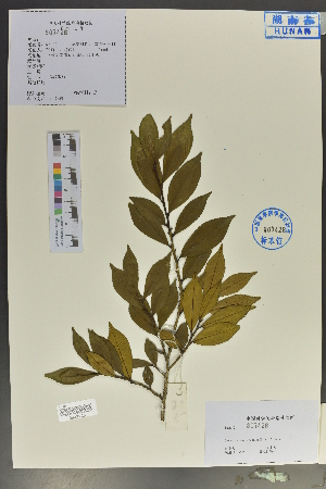  (Eurya tetragonoclada - Ge04067)  @11 [ ] CreativeCommons  Attribution Non-Commercial Share-Alike  Unspecified Herbarium of South China Botanical Garden