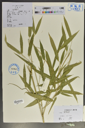  (Phyllostachys nidularia - Ge04077)  @11 [ ] CreativeCommons  Attribution Non-Commercial Share-Alike  Unspecified Herbarium of South China Botanical Garden