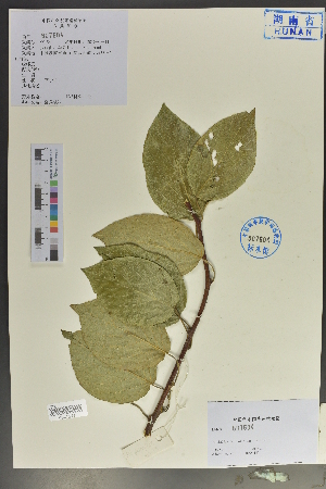  (Actinidia latifolia - Ge04079)  @11 [ ] CreativeCommons  Attribution Non-Commercial Share-Alike  Unspecified Herbarium of South China Botanical Garden