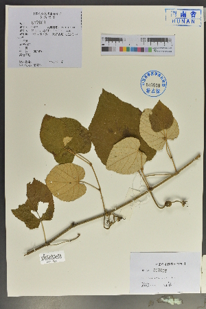  (Vitis - Ge04080)  @11 [ ] CreativeCommons  Attribution Non-Commercial Share-Alike  Unspecified Herbarium of South China Botanical Garden