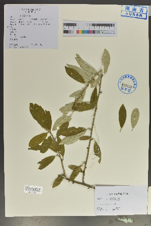  (Elaeagnus umbellata - Ge04081)  @11 [ ] CreativeCommons  Attribution Non-Commercial Share-Alike  Unspecified Herbarium of South China Botanical Garden