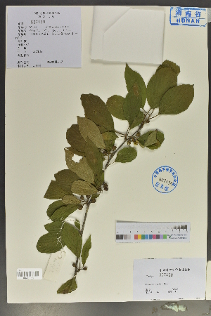  (Rhamnus rugulosa - Ge04082)  @11 [ ] CreativeCommons  Attribution Non-Commercial Share-Alike  Unspecified Herbarium of South China Botanical Garden