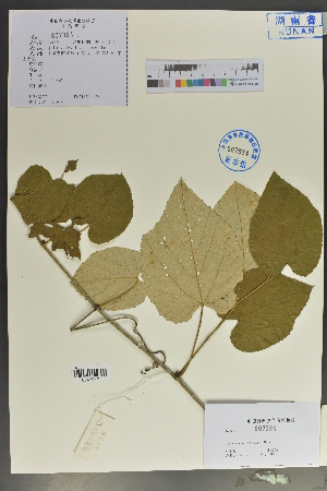  (Vitis adenoclada - Ge04086)  @11 [ ] CreativeCommons  Attribution Non-Commercial Share-Alike  Unspecified Herbarium of South China Botanical Garden