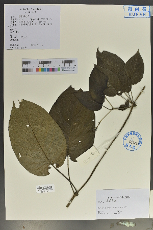  (Paederia - Ge04089)  @11 [ ] CreativeCommons  Attribution Non-Commercial Share-Alike  Unspecified Herbarium of South China Botanical Garden