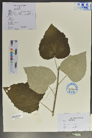  ( - Ge04092)  @11 [ ] CreativeCommons  Attribution Non-Commercial Share-Alike  Unspecified Herbarium of South China Botanical Garden