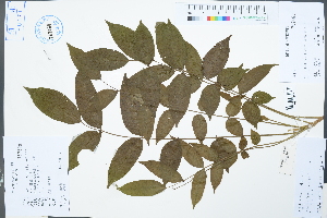  ( - Ge04237)  @11 [ ] CreativeCommons  Attribution Non-Commercial Share-Alike  Unspecified Herbarium of South China Botanical Garden