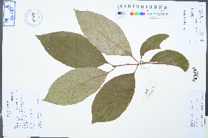  (Celastrus orbiculatus - Ge04240)  @11 [ ] CreativeCommons  Attribution Non-Commercial Share-Alike  Unspecified Herbarium of South China Botanical Garden