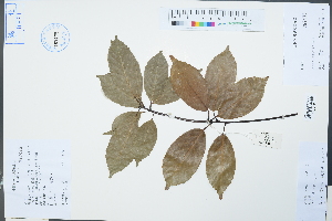  ( - Ge04241)  @11 [ ] CreativeCommons  Attribution Non-Commercial Share-Alike  Unspecified Herbarium of South China Botanical Garden