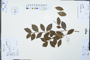  (Camellia oleifera - Ge04243)  @11 [ ] CreativeCommons  Attribution Non-Commercial Share-Alike  Unspecified Herbarium of South China Botanical Garden