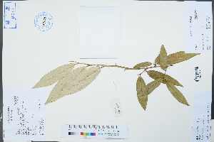  ( - Ge04244)  @11 [ ] CreativeCommons  Attribution Non-Commercial Share-Alike  Unspecified Herbarium of South China Botanical Garden