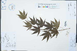  (Acer flabellatum - Ge04245)  @11 [ ] CreativeCommons  Attribution Non-Commercial Share-Alike  Unspecified Herbarium of South China Botanical Garden