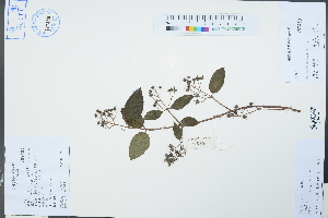  (Deutzia staminea - Ge04246)  @11 [ ] CreativeCommons  Attribution Non-Commercial Share-Alike  Unspecified Herbarium of South China Botanical Garden