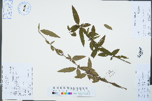  (Ligustrum compactum - Ge04251)  @11 [ ] CreativeCommons  Attribution Non-Commercial Share-Alike  Unspecified Herbarium of South China Botanical Garden