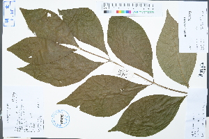  ( - Ge04253)  @11 [ ] CreativeCommons  Attribution Non-Commercial Share-Alike  Unspecified Herbarium of South China Botanical Garden