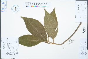  ( - Ge04256)  @11 [ ] CreativeCommons  Attribution Non-Commercial Share-Alike  Unspecified Herbarium of South China Botanical Garden