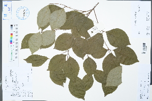  (Cornus kousa subsp. chinensis - Ge04258)  @11 [ ] CreativeCommons  Attribution Non-Commercial Share-Alike  Unspecified Herbarium of South China Botanical Garden
