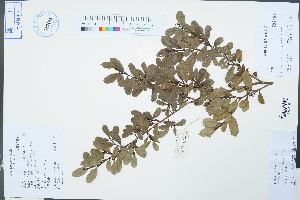  (Distylium chinense - Ge04262)  @11 [ ] CreativeCommons  Attribution Non-Commercial Share-Alike  Unspecified Herbarium of South China Botanical Garden