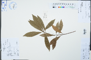  (Litsea coreana var. lanuginosa - Ge04264)  @11 [ ] CreativeCommons  Attribution Non-Commercial Share-Alike  Unspecified Herbarium of South China Botanical Garden