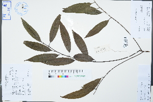  (Lindera - Ge04266)  @11 [ ] CreativeCommons  Attribution Non-Commercial Share-Alike  Unspecified Herbarium of South China Botanical Garden