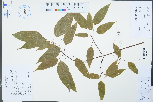  ( - Ge04268)  @11 [ ] CreativeCommons  Attribution Non-Commercial Share-Alike  Unspecified Herbarium of South China Botanical Garden